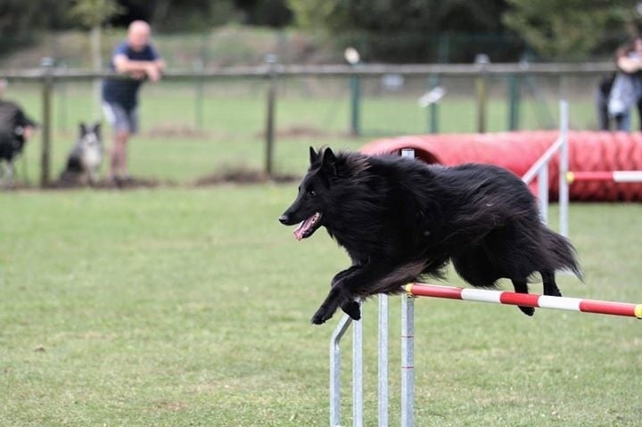 Madyson Bleizdu des Gardiens de l'Hermine en Agility