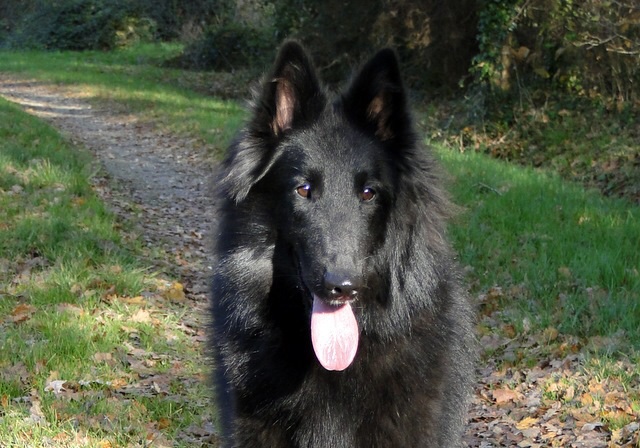 des Gardiens de l'Hermine - Résultats du Stud book du Club français du chien de berger  belge