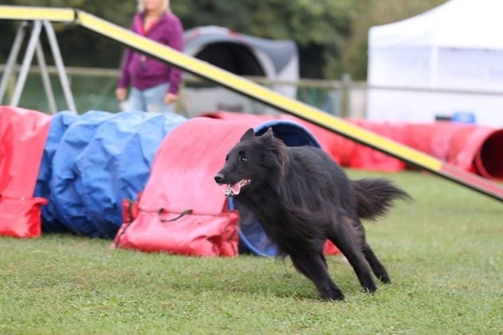 des Gardiens de l'Hermine - Brevet d'Agility pour Madyson Bleizdu des Gardiens de l'Hermine 