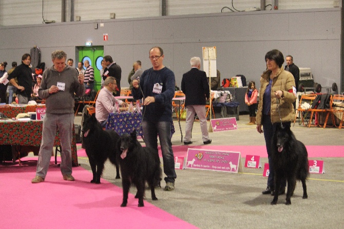 des Gardiens de l'Hermine - Nantes 2015 : femelle tervueren 