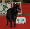 des Gardiens de l'Hermine - BRETAGNE BLEIZDU CAC CACIB MEILLEUR SUJET à  ANGERS 