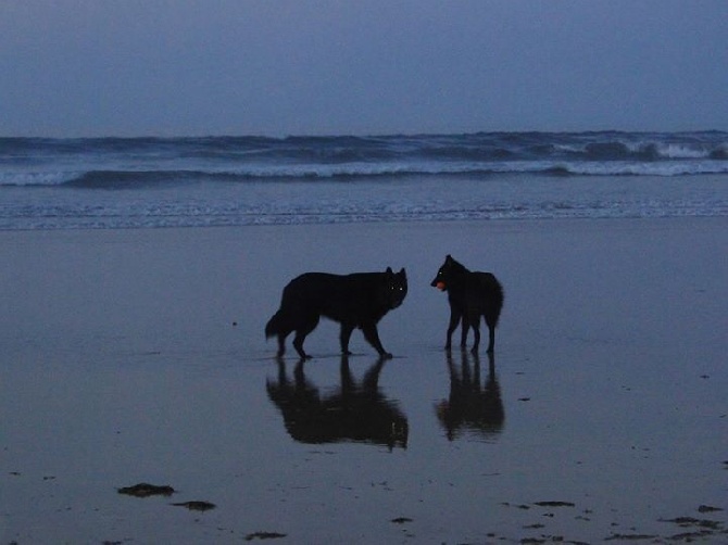 des Gardiens de l'Hermine - Entre chiens et loups...