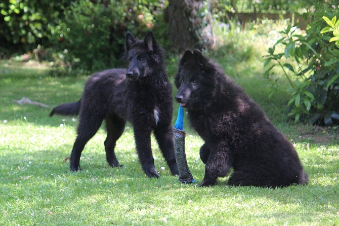 des Gardiens de l'Hermine - Jeux de chiots...