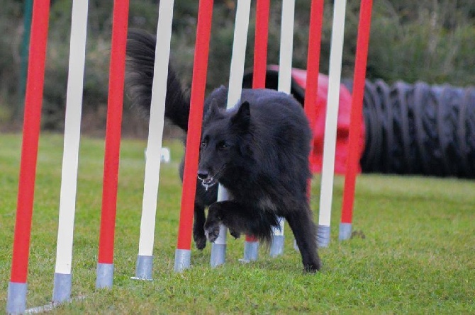 des Gardiens de l'Hermine - Enez Bleizdu des Gardiens de l Hermine en agility 