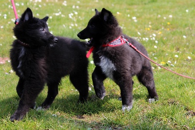 des Gardiens de l'Hermine - Des nouvelles des chiots ...(onzième semaine ) ...