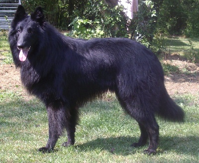 des Gardiens de l'Hermine - Lundi de Pâques :visite du père des chiots !