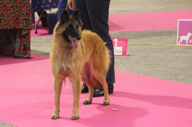 des Gardiens de l'Hermine - Nantes 2016 : résultats en  femelle tervueren 