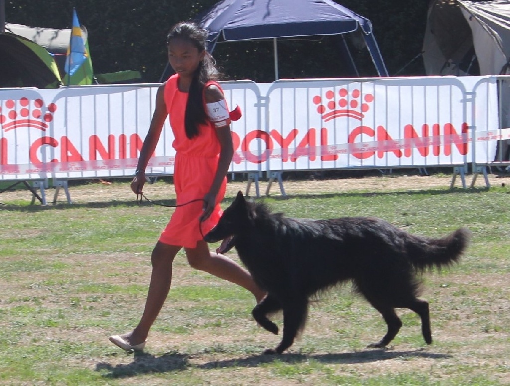 des Gardiens de l'Hermine - Nationale d'Elevage du Club du Berger Belge   -  août 2015