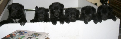 des Gardiens de l'Hermine - Six petits" louveteaux"noirs  bien éveillés !