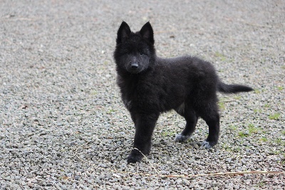 des Gardiens de l'Hermine - Des nouvelles des chiots ...(neuf semaines ) ...