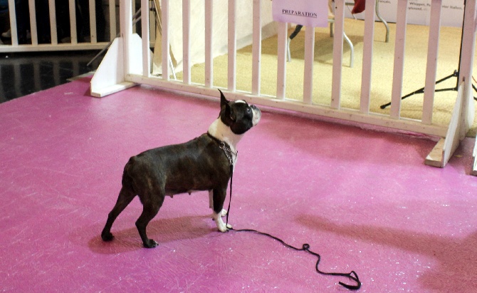 des Gardiens de l'Hermine - Salon de l agriculture 2014