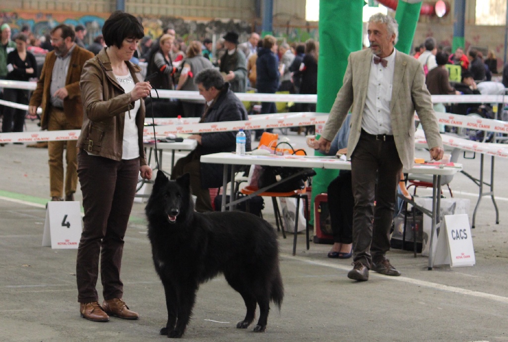 des Gardiens de l'Hermine - Résultats classe travail femelle à  l Exposition de Saint Brieuc 