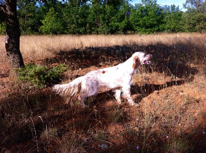 De bassegas - Test d'aptitude à la chasse 