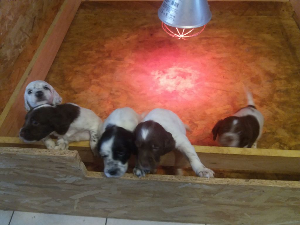 De bassegas - Chiots 1 mois ...