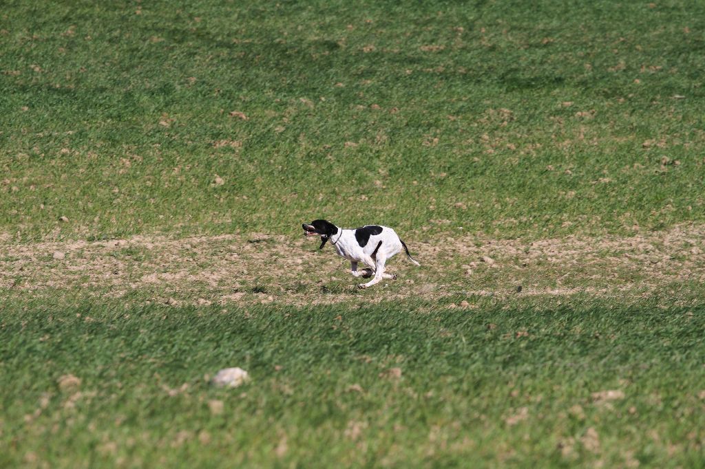 De bassegas - Confirmation de gestation pour Java