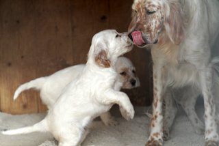 De bassegas - Les filles......