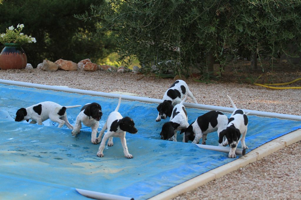 De bassegas - chiots le jeu continu .....