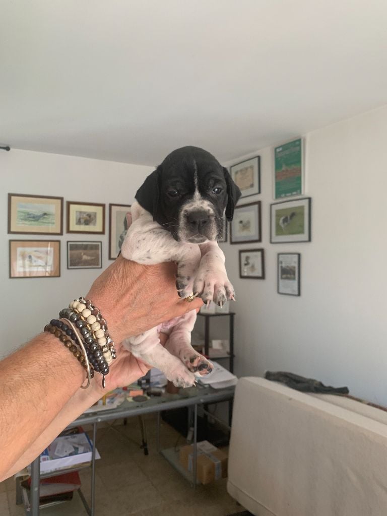 De bassegas - Chiots disponibles - Pointer