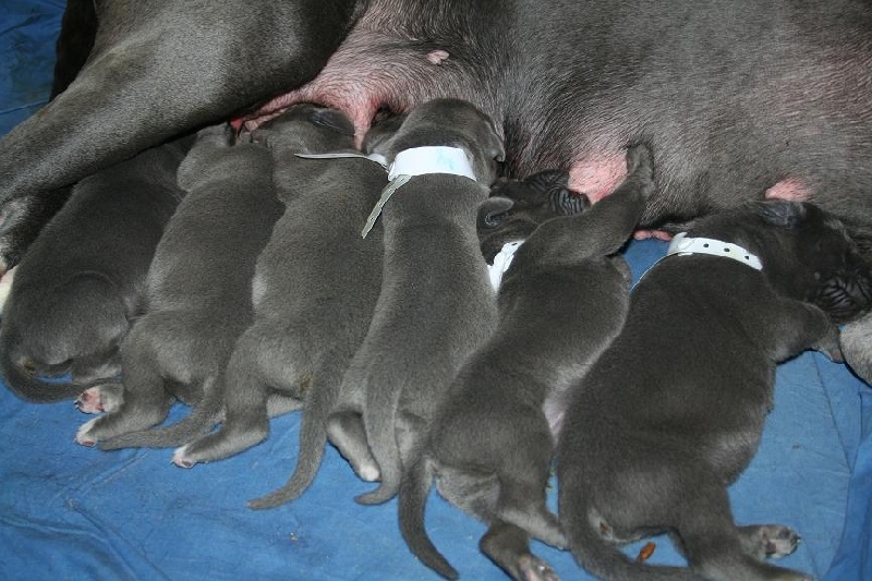 Chiot Dogue allemand de la Tour du Dauphiné