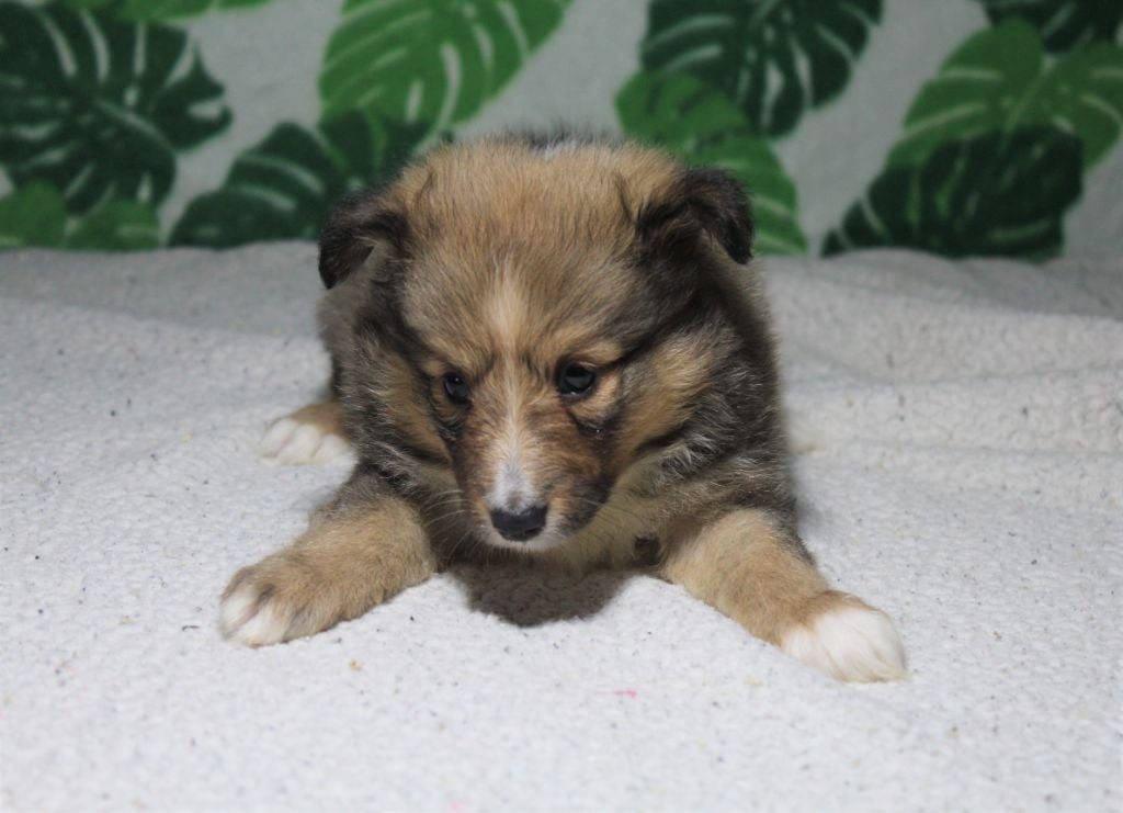 Des dames Chanoinesses - Chiots disponibles - Shetland Sheepdog