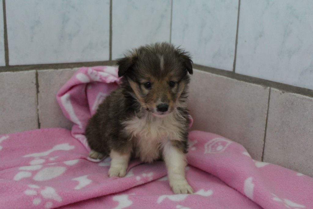 Des dames Chanoinesses - Chiots disponibles - Shetland Sheepdog