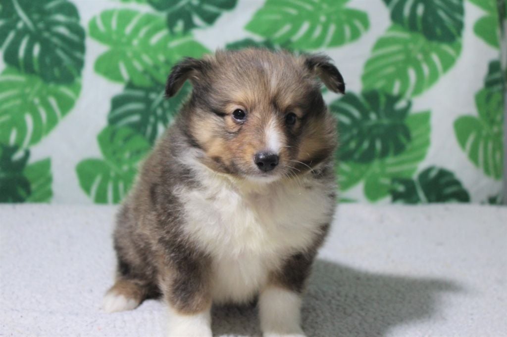 Des dames Chanoinesses - Chiots disponibles - Shetland Sheepdog