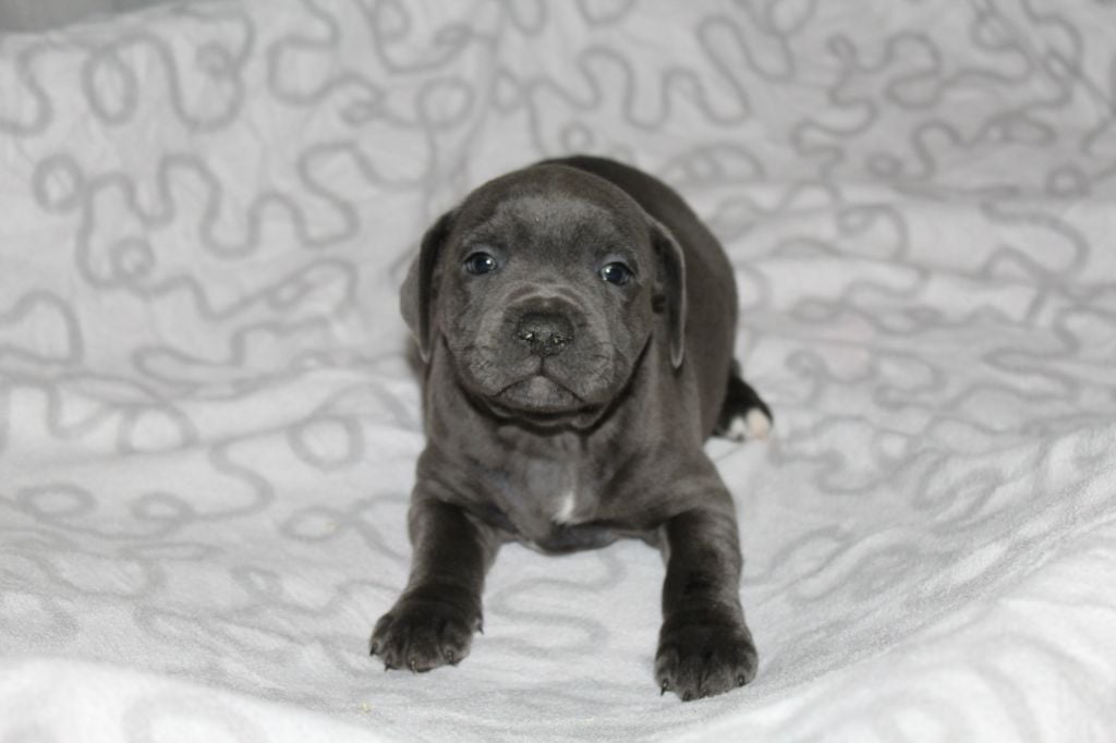 Des dames Chanoinesses - Chiots disponibles - Staffordshire Bull Terrier