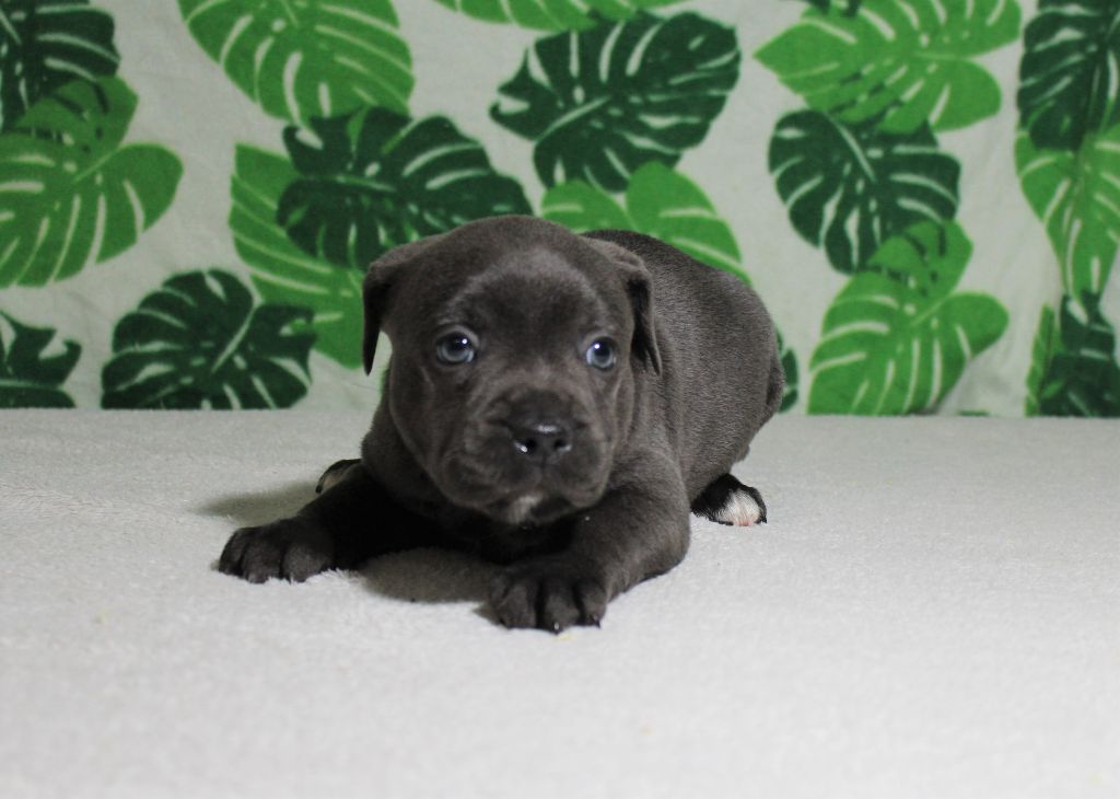 Des dames Chanoinesses - Chiots disponibles - Staffordshire Bull Terrier