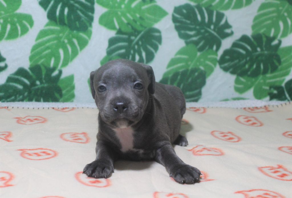 Des dames Chanoinesses - Chiots disponibles - Staffordshire Bull Terrier