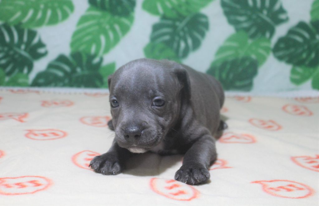 Des dames Chanoinesses - Chiots disponibles - Staffordshire Bull Terrier