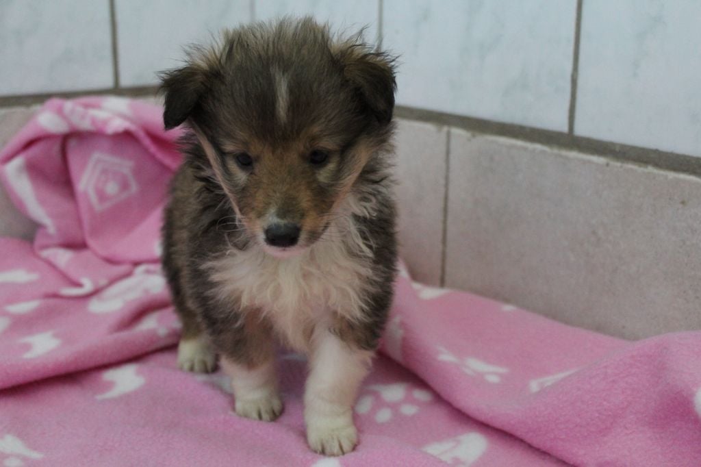 Des dames Chanoinesses - Shetland Sheepdog - Portée née le 28/09/2018