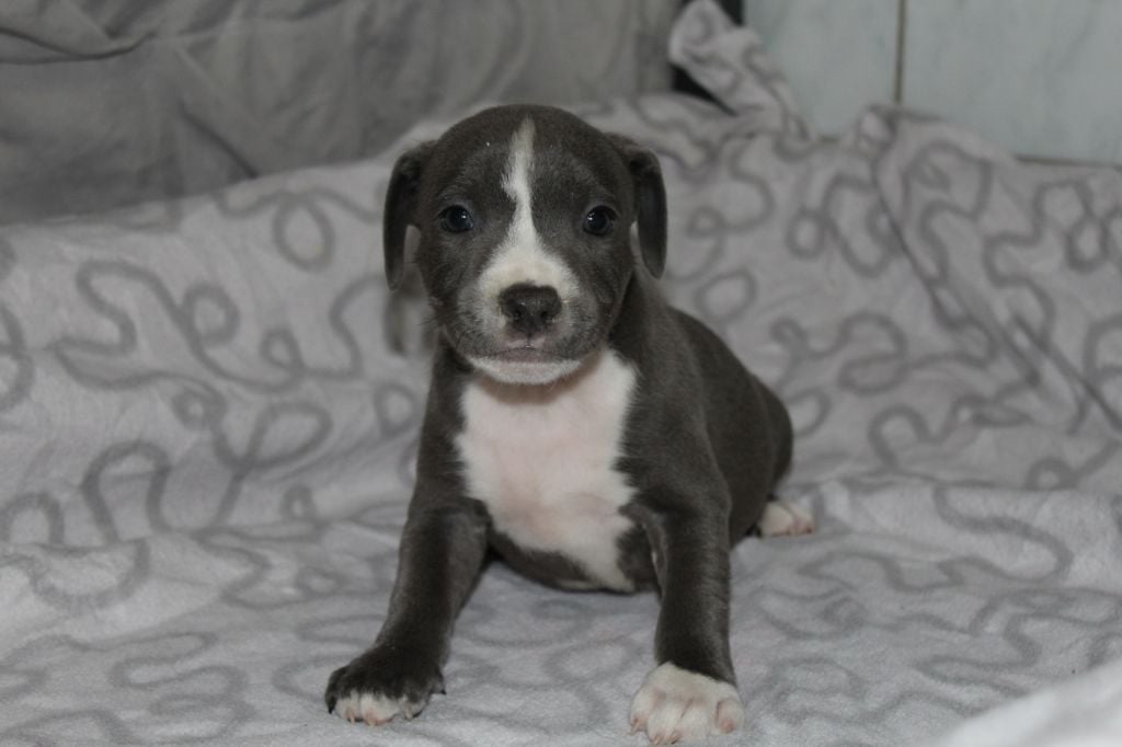 Des dames Chanoinesses - Chiots disponibles - Staffordshire Bull Terrier