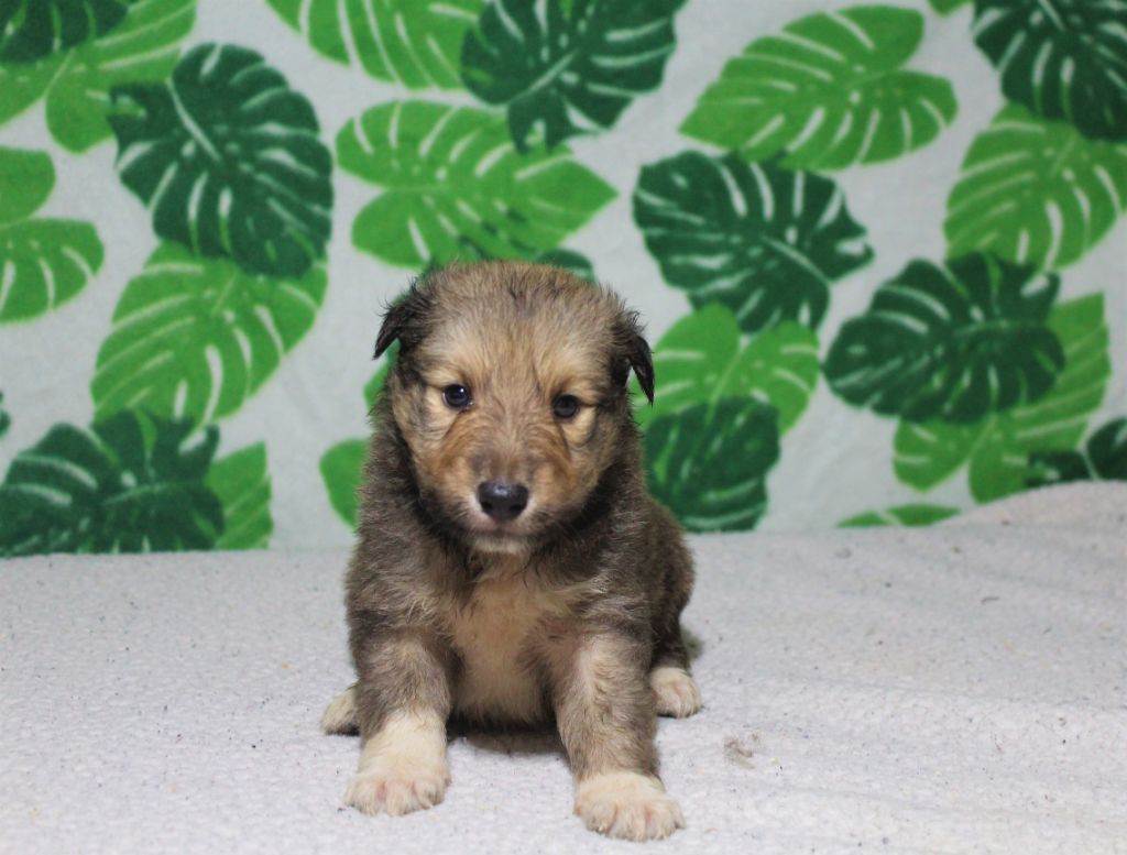 Des dames Chanoinesses - Chiots disponibles - Shetland Sheepdog