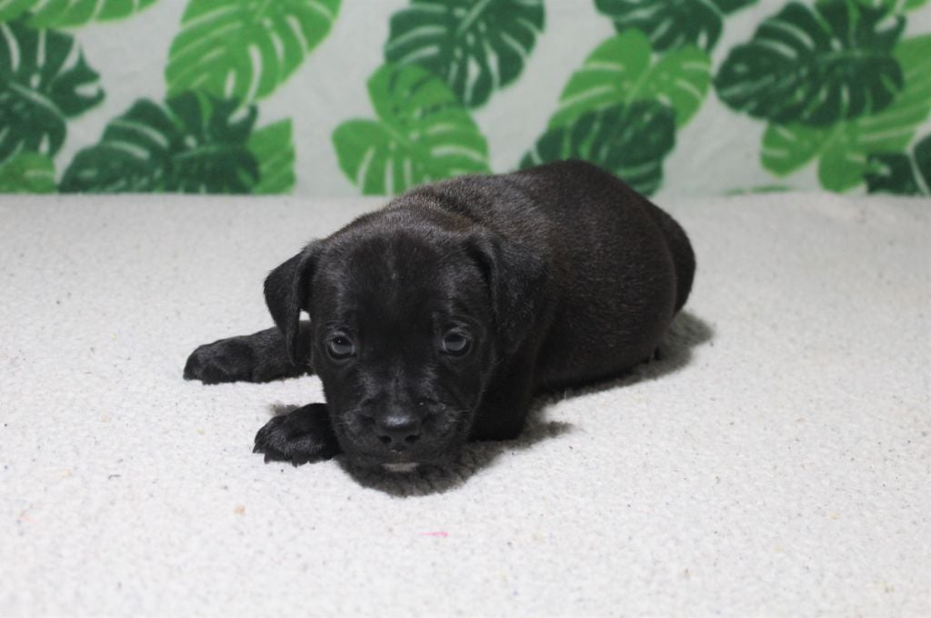 Des dames Chanoinesses - Chiots disponibles - Staffordshire Bull Terrier