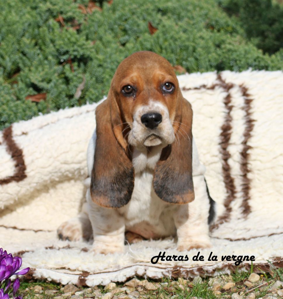 du Haras de la Vergne - Basset Hound - Portée née le 10/12/2024