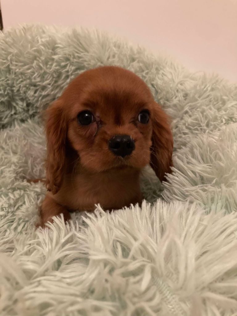 du mont d'amour - Chiots disponibles - Cavalier King Charles Spaniel