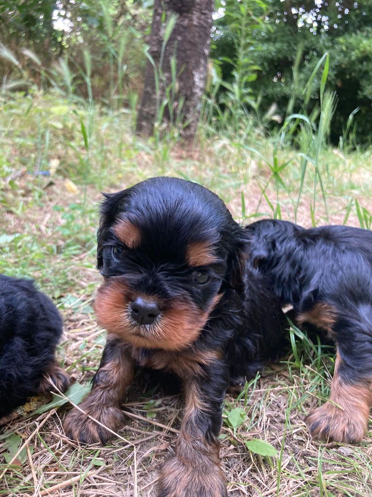 CHIOT 1 noir et feu