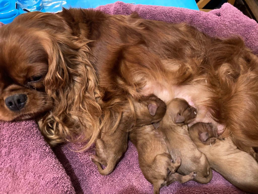 du mont d'amour - Chiots disponibles - Cavalier King Charles Spaniel