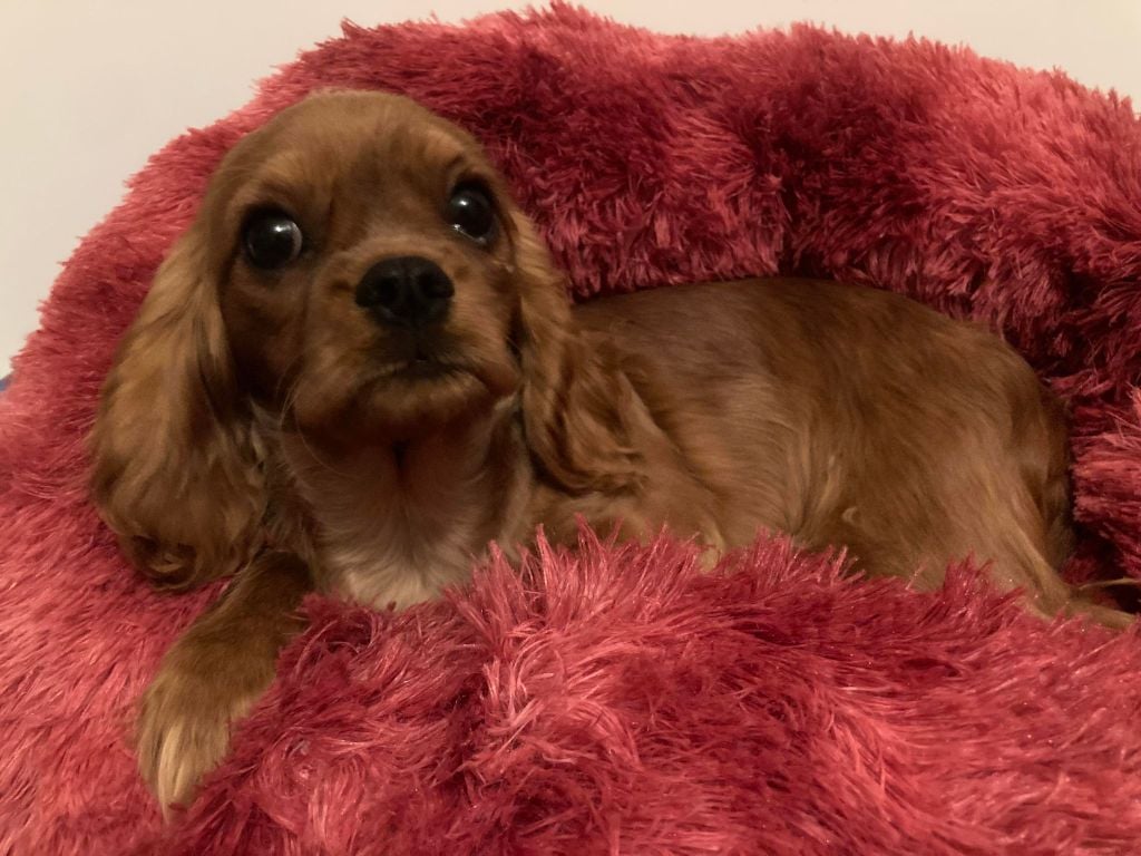 du mont d'amour - Chiots disponibles - Cavalier King Charles Spaniel