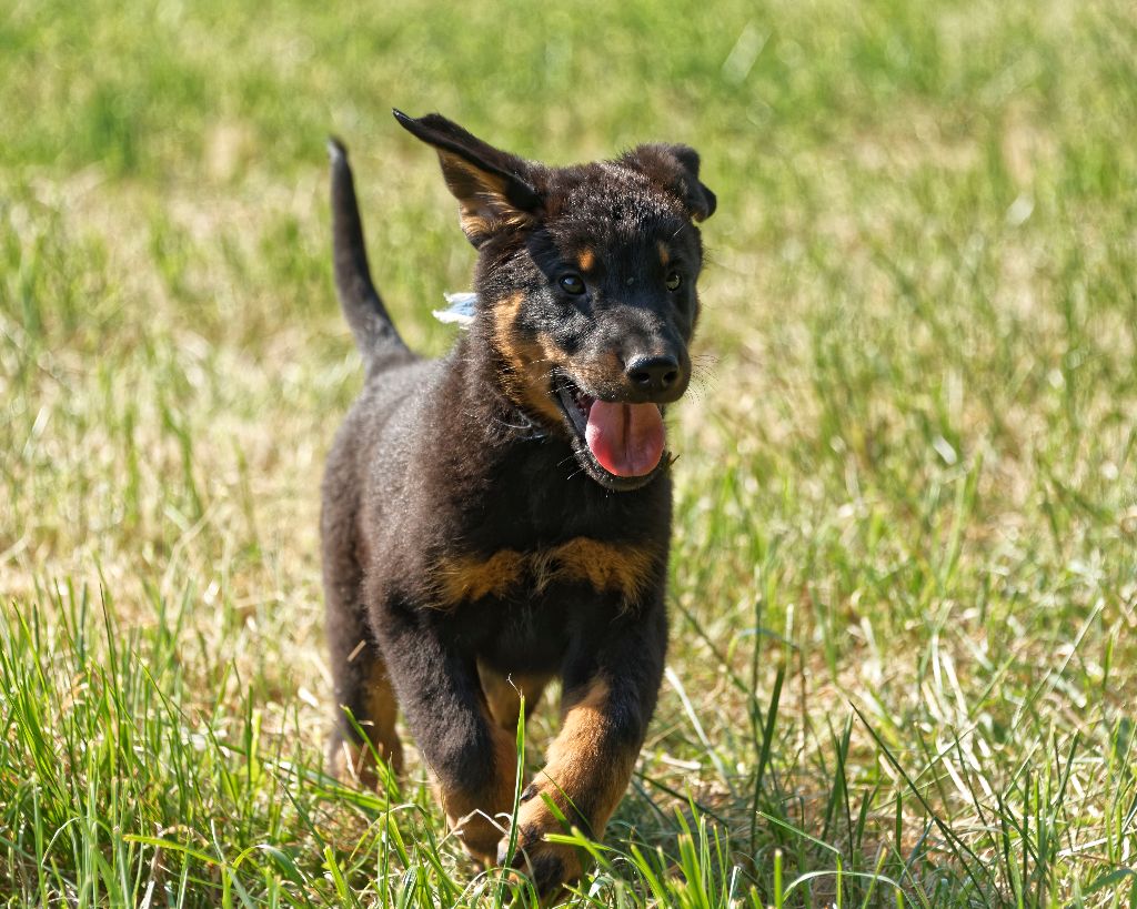 des Hutins du Brahma-Loke - Chiots disponibles - Berger de Beauce