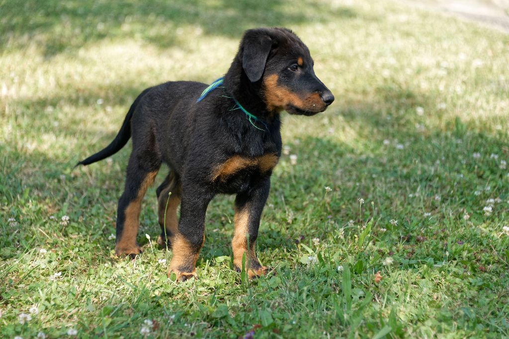 des Hutins du Brahma-Loke - Chiots disponibles - Berger de Beauce