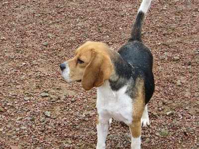 du vallon de Beaudini - A VENDRE Beagle déclaré