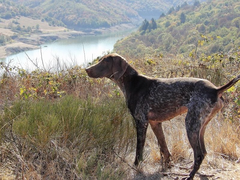 du vallon de Beaudini - A VENDRE pour la chasse