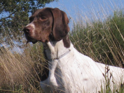 du vallon de Beaudini - ERRIA : CHAMPIONNE DE CONFORMITE AU STANDARD