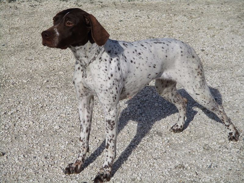 du vallon de Beaudini - Joyel, championne internationale de beauté