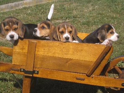 du vallon de Beaudini - A VENDRE CHIOTS MALES ET FEMELLES disponibles début en septembre