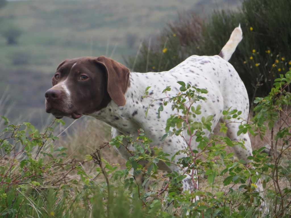 du vallon de Beaudini - Joyel, Championne de fields gibier tiré