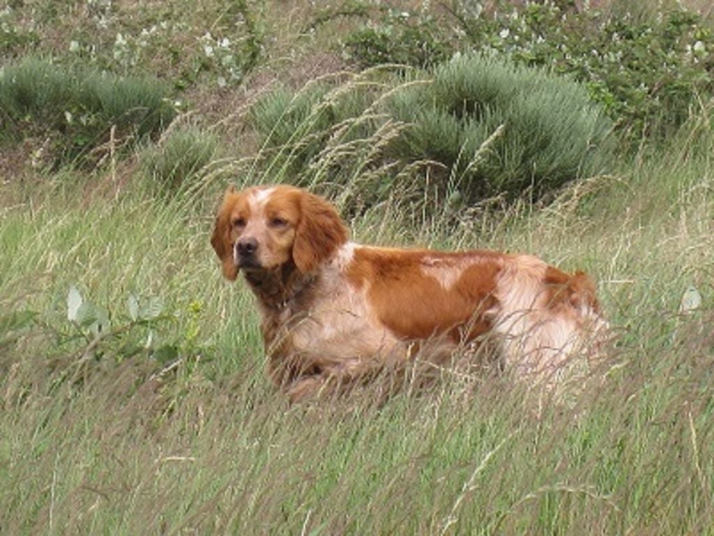 du vallon de Beaudini - A VENDRE pour la chasse