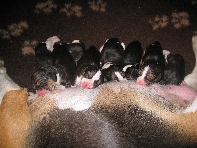 du vallon de Beaudini - Les petits beagles issus de Calabre et du CHAMPION DU MONDE sont nés