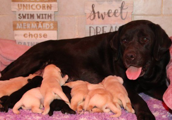 Du clos de nissa-bella - Chiots disponibles - Labrador Retriever